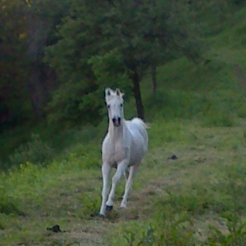 Nadir